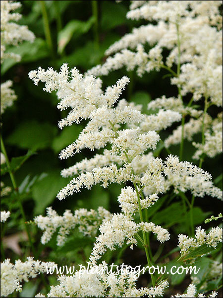 close up of the white inflorescence (July 2)